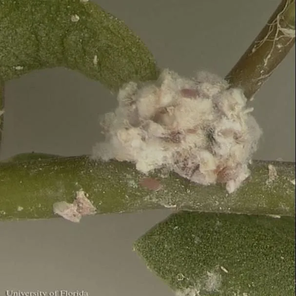 thumbnail for publication: Hypogeococcus pungens Granara de Willink (Insecta: Hemiptera: Pseudococcidae), a Mealybug